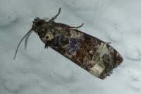 Endothenia gr. gentianaeana