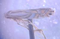 Phyllonorycter rajella