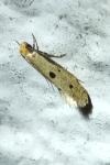 Tinea trinotella