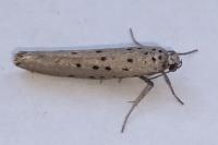 Yponomeuta sedella