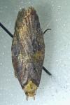 Acleris hastiana