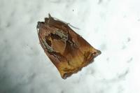 Archips podana