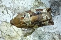 Archips xylosteana