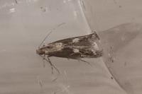 Blastodacna hellerella