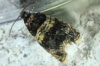 Celypha aurofasciana