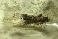 Hedya nubiferana