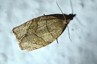 Pandemis cerasana