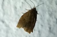 Archips