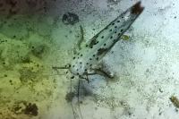 Yponomeuta irrorella