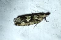 Zeiraphera isertana