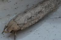 Platyedra subcinerea