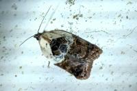 Acleris variegana