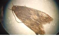 Borkhausenia fuscescens