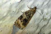 Celypha lacunana