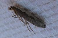 Plutella xylostella