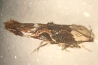 Mompha propinquella