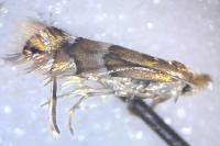 Phyllonorycter ulmifoliella