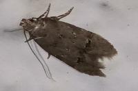 Teleiodes vulgella