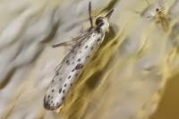 Yponomeuta plumbella