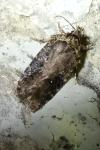Agonopterix purpurea