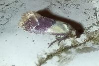 Diceratura ostrinana