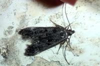Dichomeris alacella