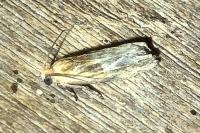 Eucosma gr. cana