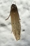 Limnaecia phragmitella