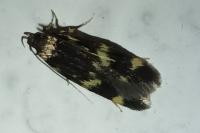 Oegoconia