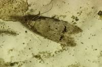 Teleiodes vulgella