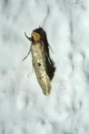 Tinea trinotella