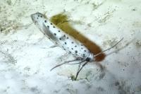 Yponomeuta irrorella