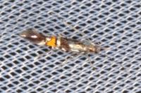 Cosmopterix orichalcea