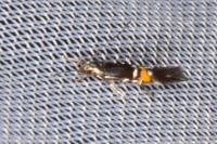 Cosmopterix orichalcea