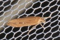 Limnaecia phragmitella