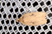 Agonopterix
