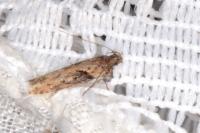 Scrobipalpa costella