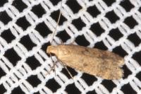 Pexicopia malvella