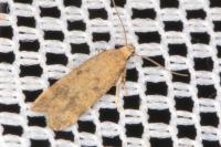 Pexicopia malvella