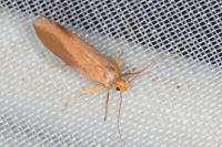 Crassa unitella