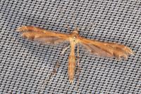 Oxyptilus distans