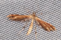 Oxyptilus distans