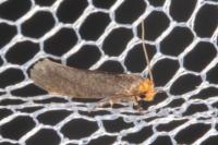 Cephimallota crassiflavella