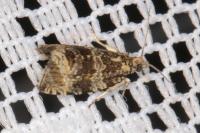 Celypha lacunana