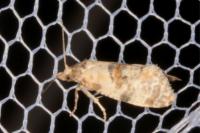 Neocochylis molliculana