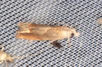 Eucosma conterminana