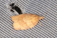 Pandemis heparana