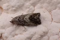 Cydia splendana