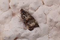 Endothenia