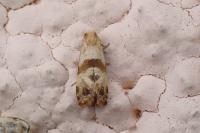Phalonidia contractana